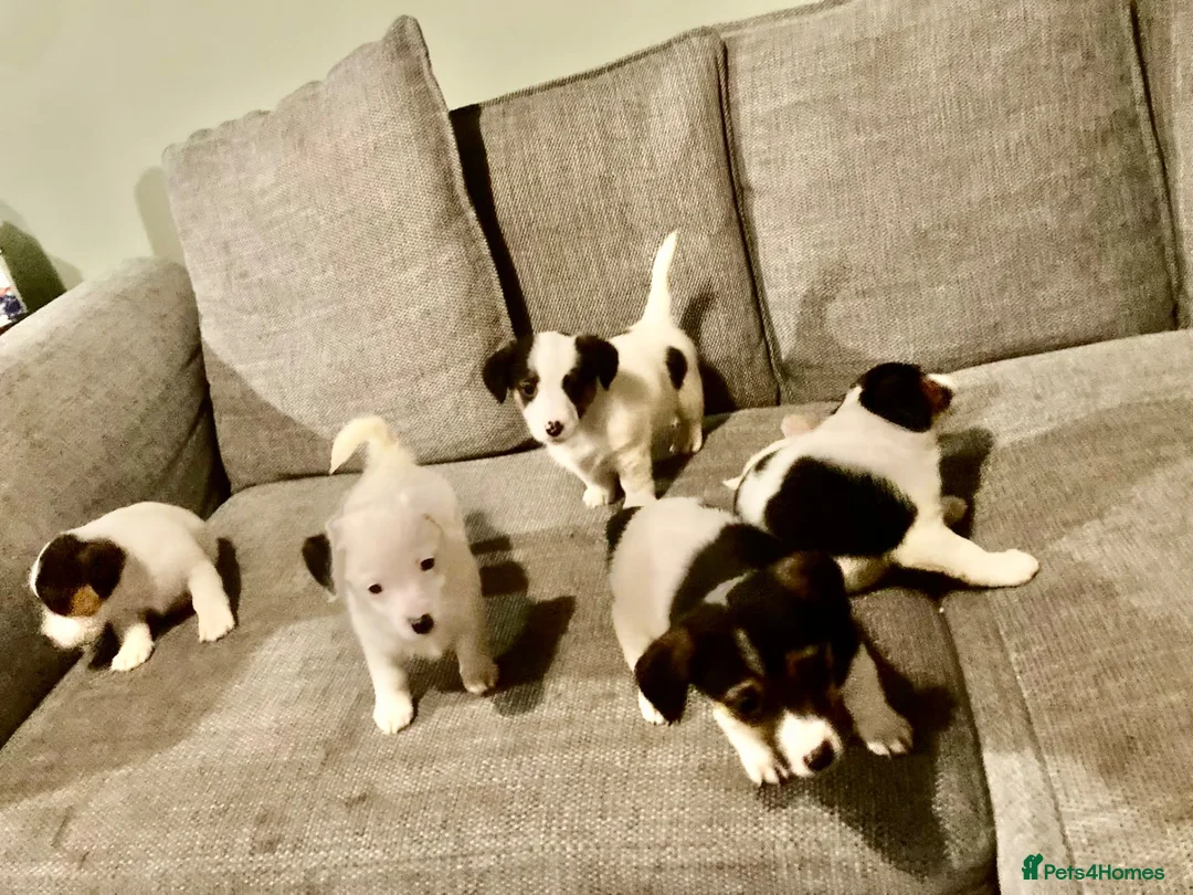 Jack Russell dogs for sale: Jack Russell puppies  in Bromyard - Advert 1