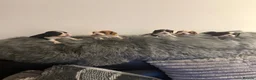 Cavalier King Charles Spaniel dogs for sale: Kc cavalier puppies dna clear  - Advert 29