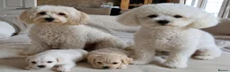 Mixed Breed dogs for sale: Maltipoo-chon - Advert 3