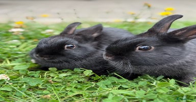Netherland Dwarf rabbits - Advert 12