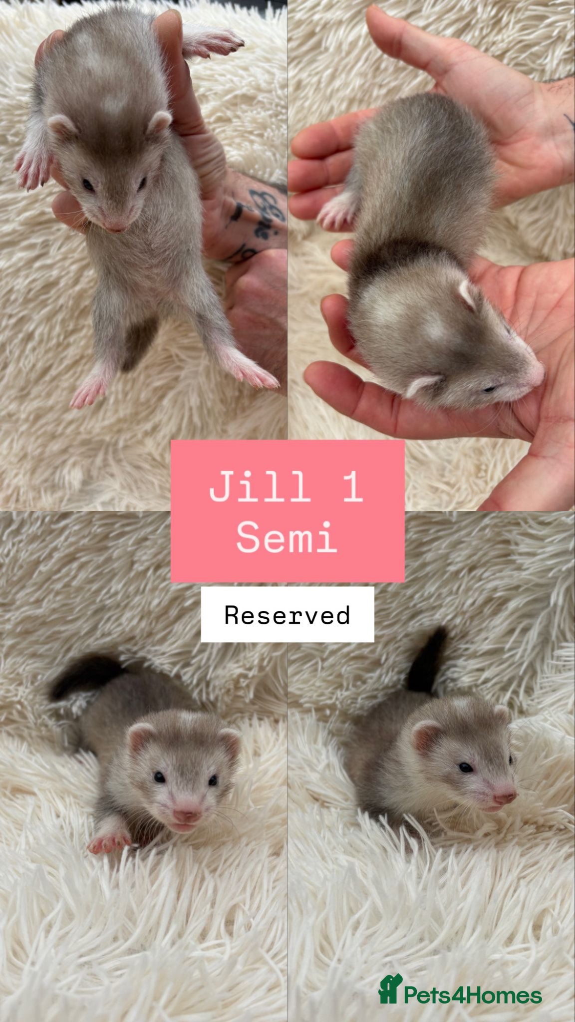 Ferret rodents Pedigree Full & semi Angora Ferret kits £150-£250  - Advert 2