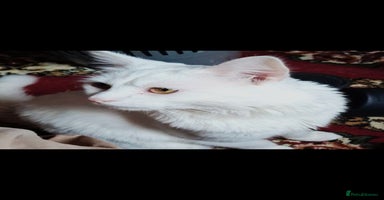 British Longhair cats - Advert 5
