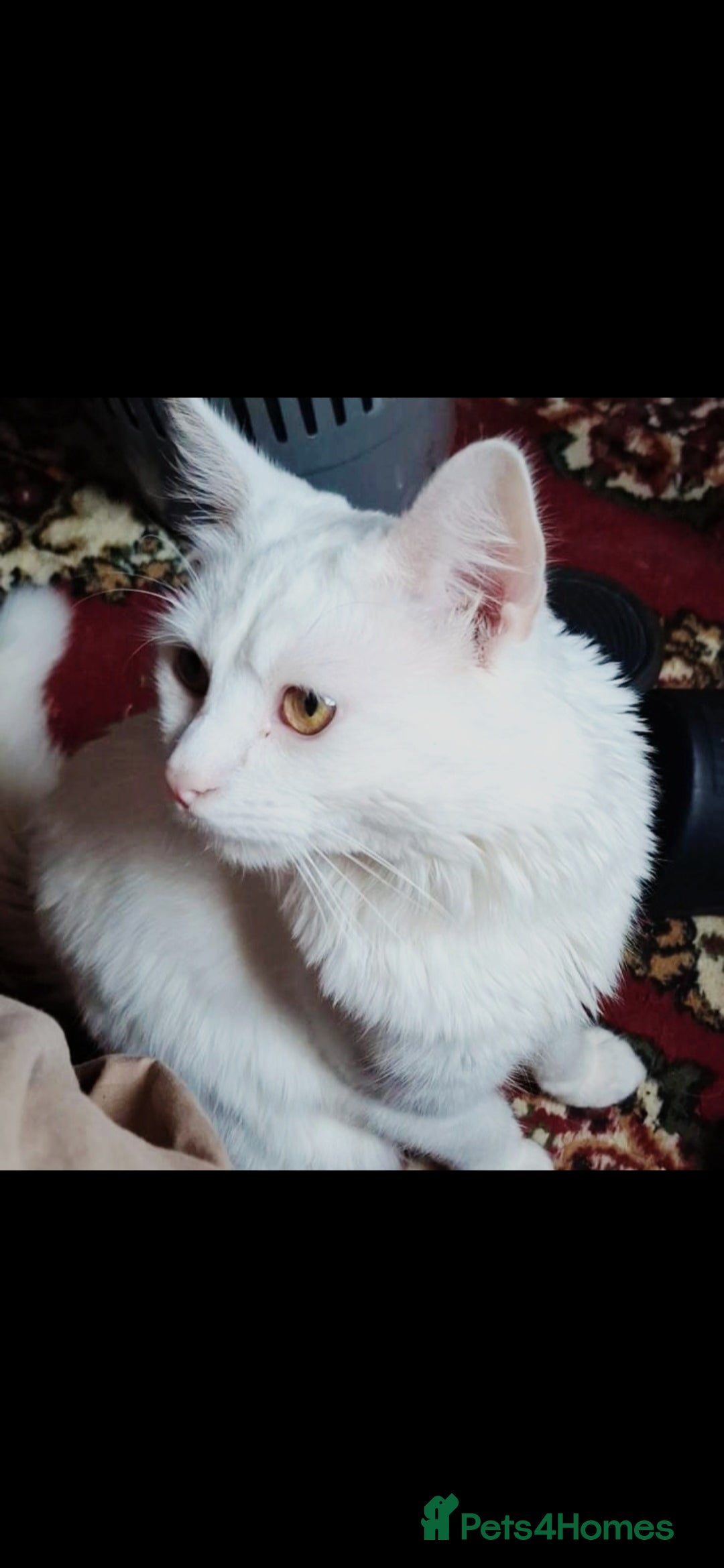 British Longhair cats for sale: Beautiful white cat - Advert 2