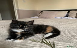 Mixed Breed cats for sale: Two girls and a boy Kuril bobtail mix - Image 27