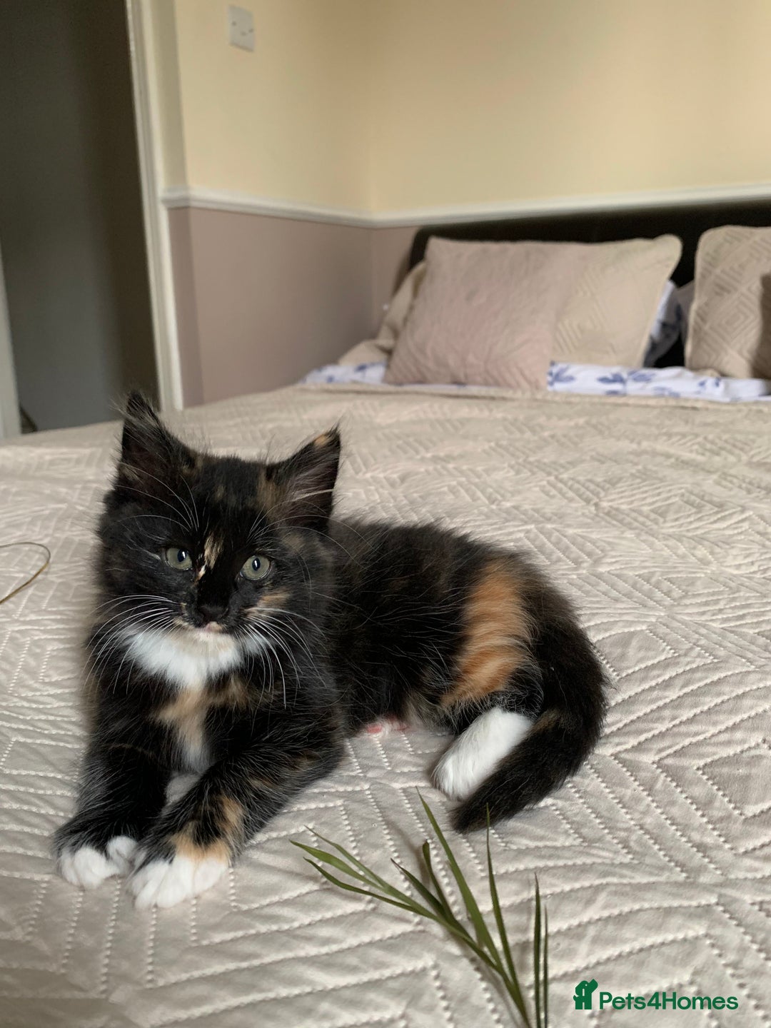 Mixed Breed cats for sale: Two girls and a boy Kuril bobtail mix - Image 27