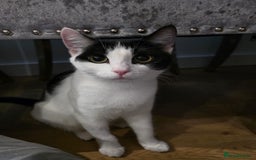 Domestic Shorthair cats for adoption: Adorable Kittens -Adopt from CatsInCrisis East Ldn - Advert 6