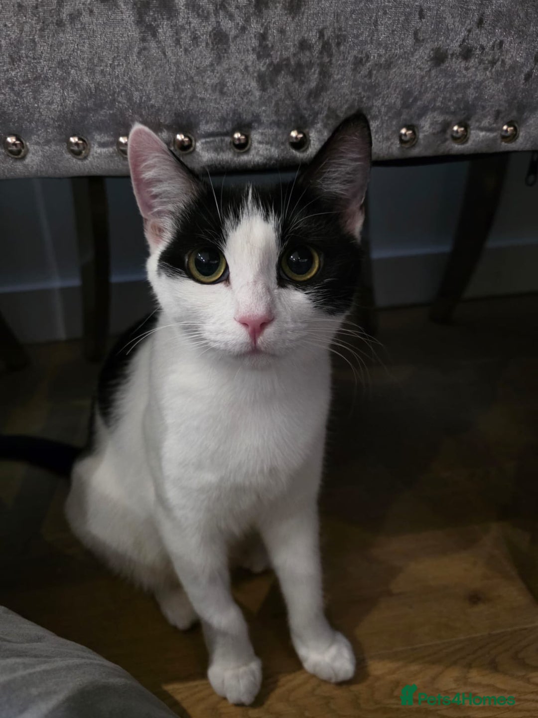 Domestic Shorthair cats for adoption: Adorable Kittens -Adopt from CatsInCrisis East Ldn - Advert 6