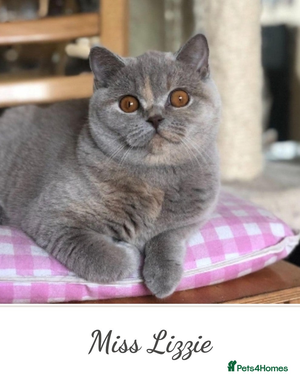 British Shorthair cats British shorthair  - Advert 1