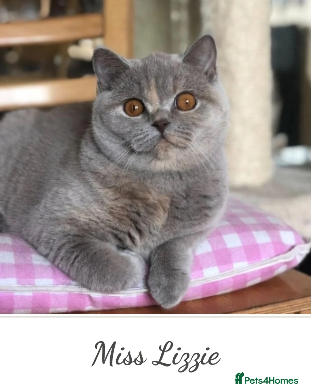 British Shorthair cats for sale: British shorthair  - Advert 1