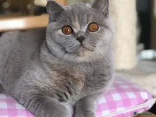 British Shorthair cats British shorthair - Advert 1
