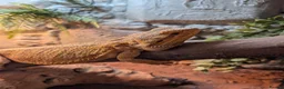 Bearded Dragon reptiles for sale: 3 year old male bearded dragon - Advert 2