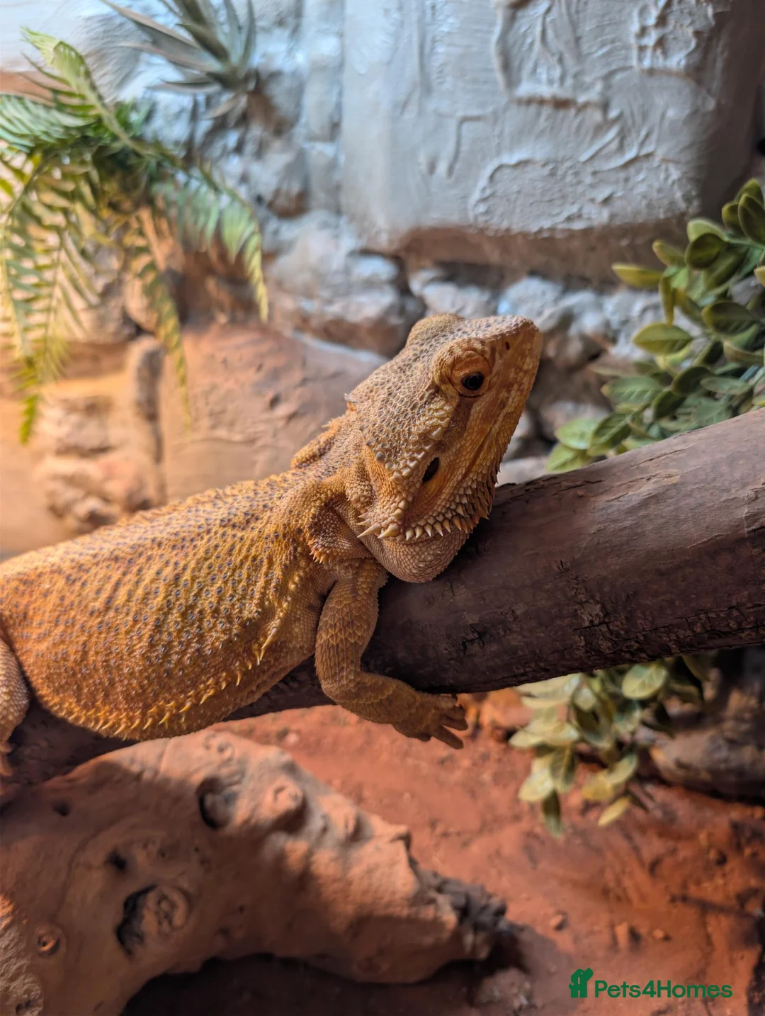 Bearded Dragon reptiles for sale: 3 year old male bearded dragon - Advert 2