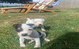 Mixed Breed dogs for sale: Jack Russels  - Image 5
