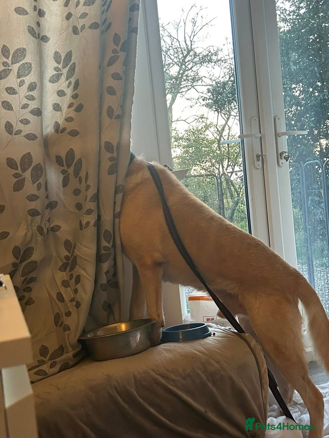 Labrador Retriever dogs for adoption: Rupert - Norwich Norfolk  - Image 15