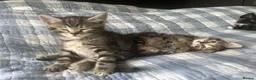 Mixed Breed cats for sale: Scottish Fold /Straight mixed breed kittens, ready - Advert 14