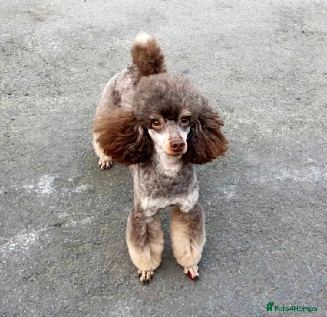 Poodle dogs for stud: HEALTH TESTED CHOCOLATE PHANTOM POODLE STUD in Todmorden - Advert 9