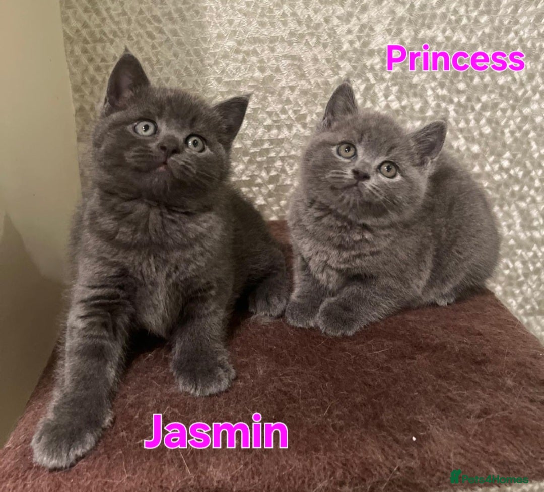 British Longhair cats Adorable British Shorthair Kittens  - Advert 12