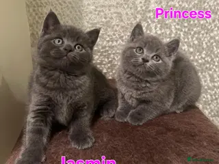 British Longhair cats Adorable British Shorthair Kittens - Advert 12