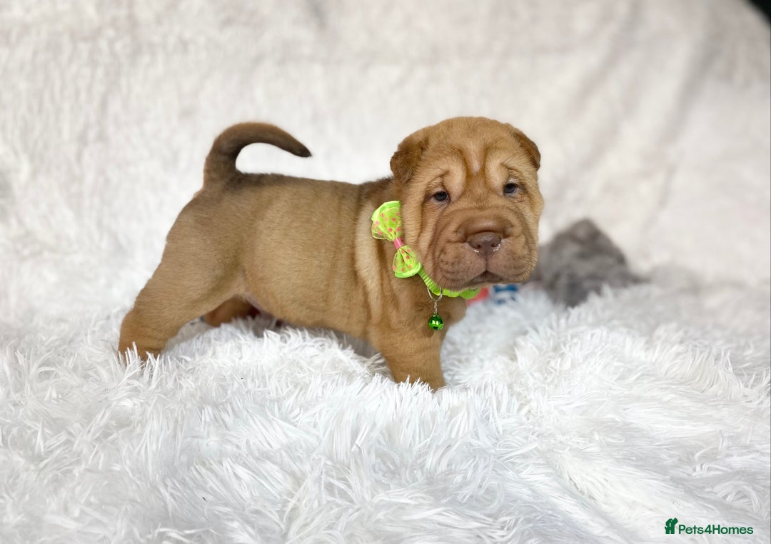 Shar Pei dogs for sale: ⭐️Quality Shar pei puppies for sale⭐️ - Image 16