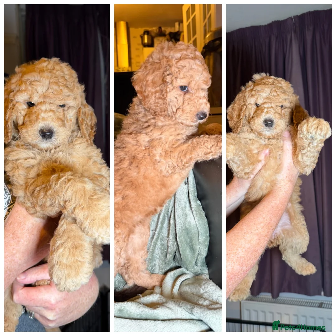 Goldendoodle dogs for sale: Female Goldendoodle Ready Now - Advert 26