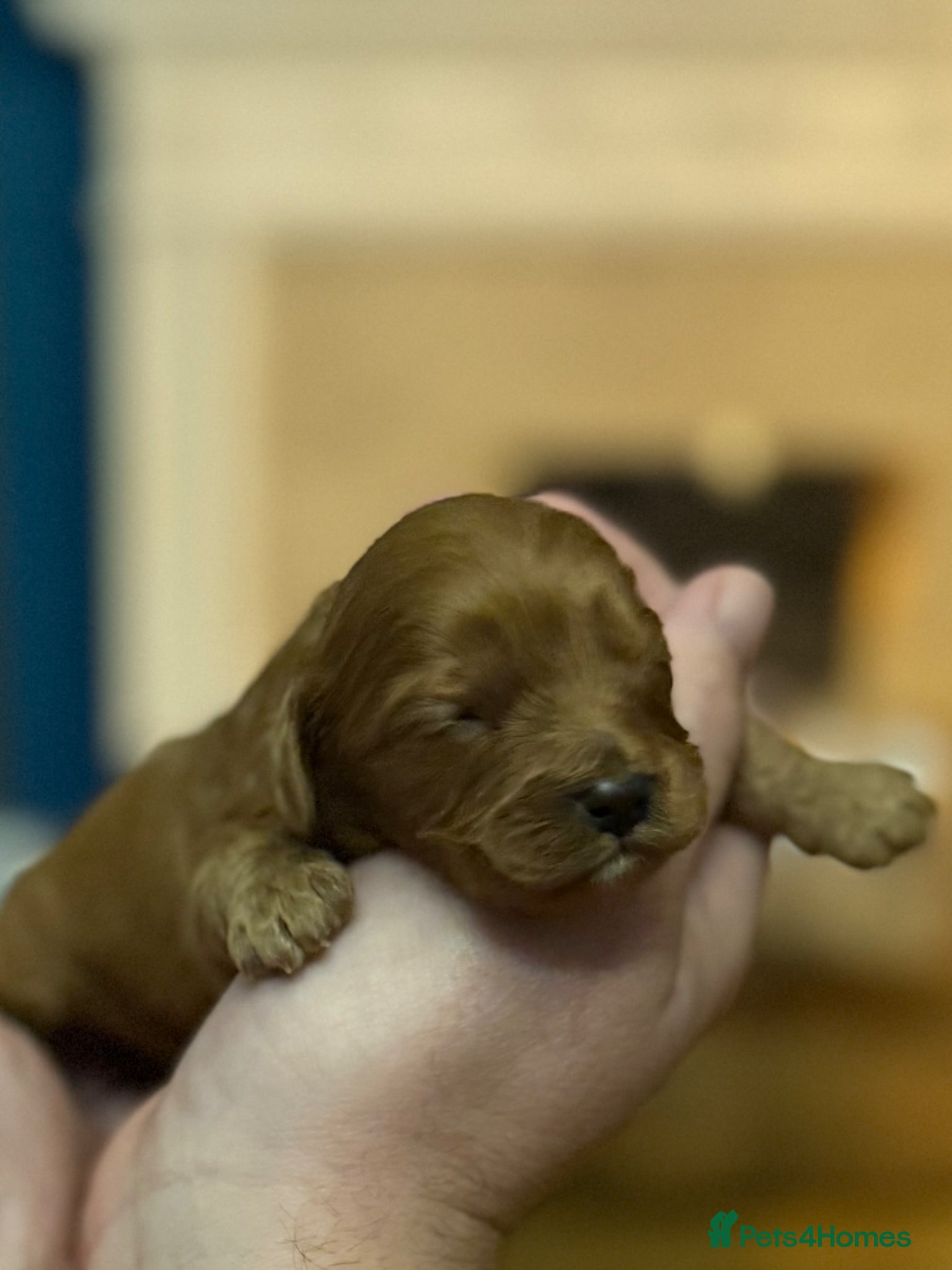 Cavapoo dogs for sale: Stunning F1 Ruby Red Cavapoos - Advert 4