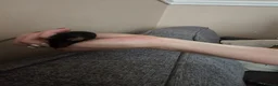 Mouse rodents for sale: 3 female mice in Liverpool - Advert 6