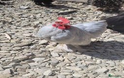 Chickens poultry for sale: 5 Male Pekin Bantams - Image 1