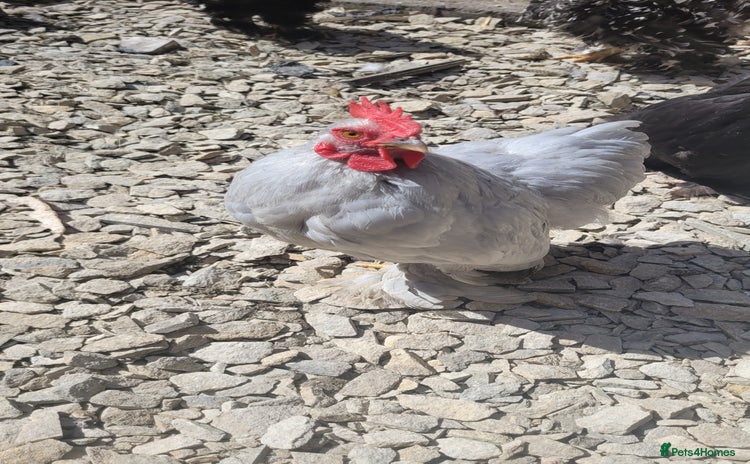 Chickens poultry - Advert 4
