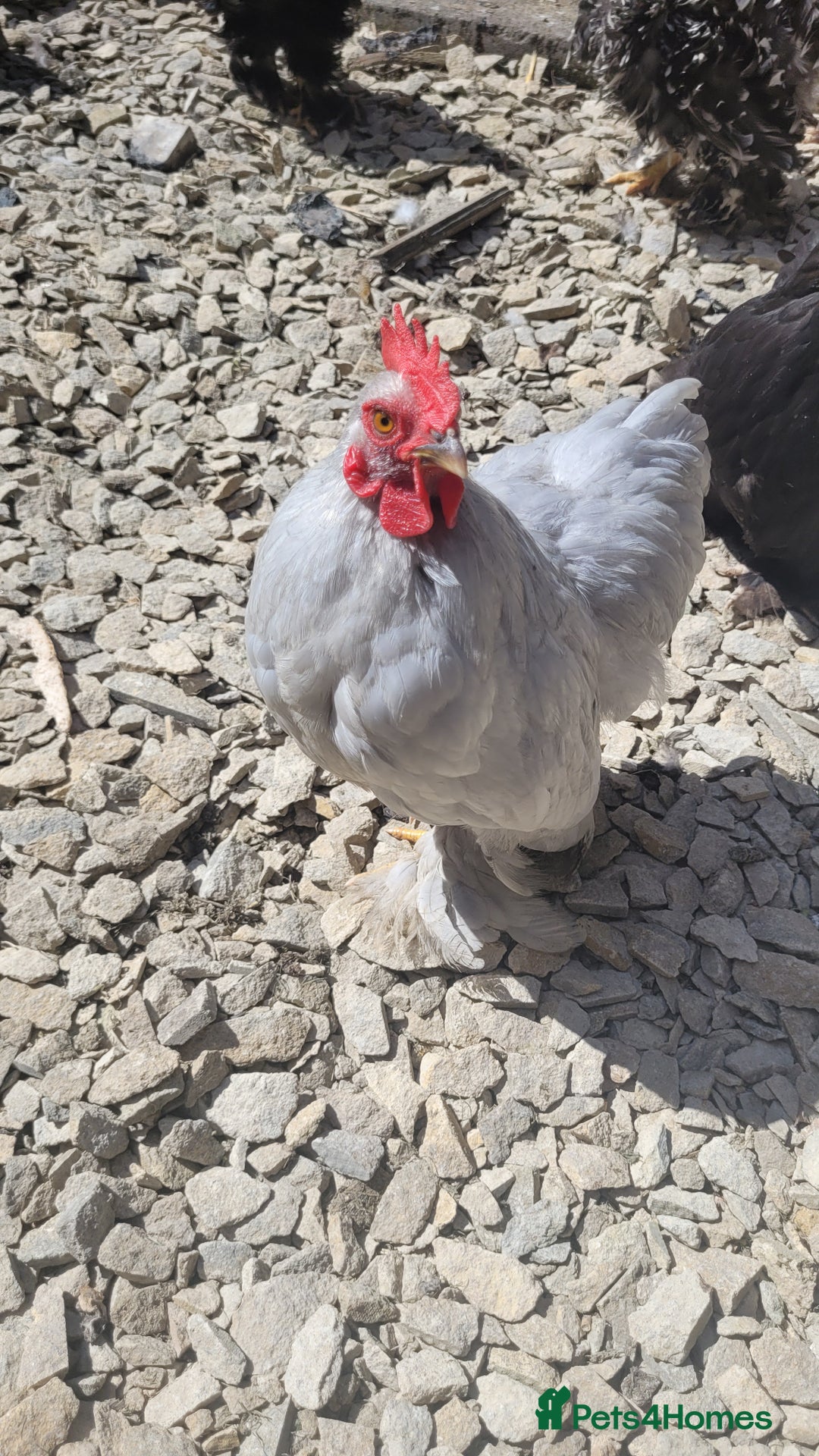 Chickens poultry for sale: 5 Male Pekin Bantams - Image 1
