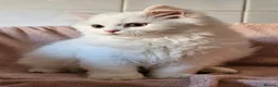 British Shorthair cats for sale: British Shorthair & Longhair Kittens - Advert 5