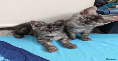 Persian cats - Advert 3