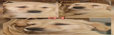 Golden Retriever 4