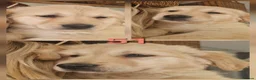 Golden Retriever dogs for sale: Stunning golden Girls - Advert 10