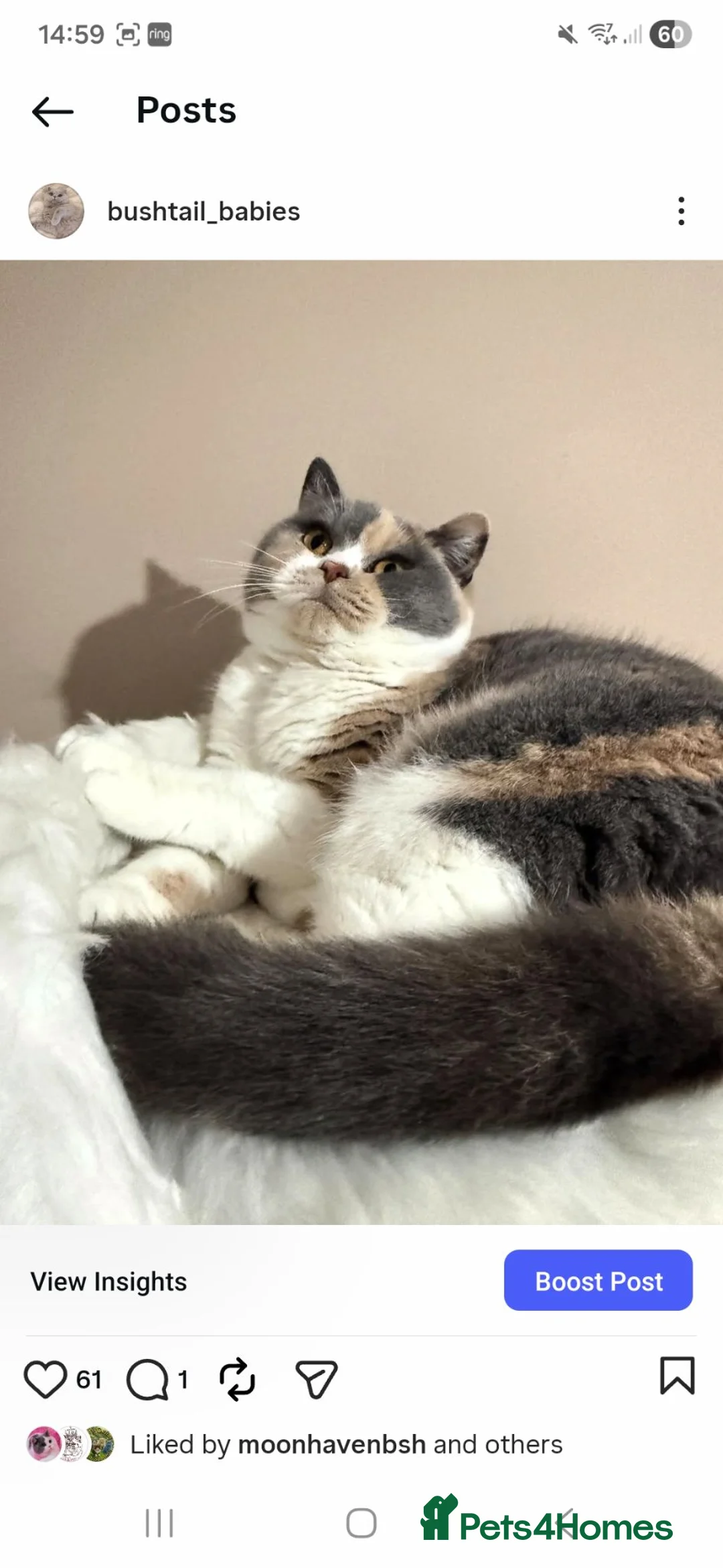 British Longhair cats for sale: Beautiful GCCF Registered British Longhair  - Advert 5