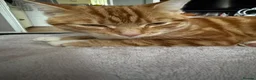 Domestic Shorthair cats for sale: Cookie in Bradford - Advert 2