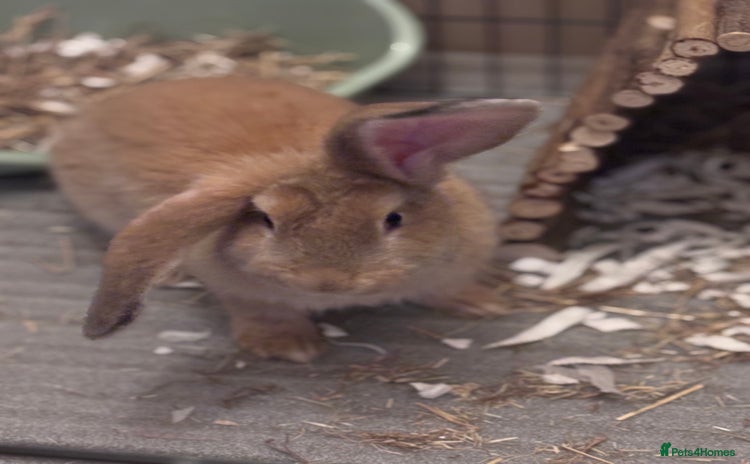 Mixed Breed rabbits - Advert 2