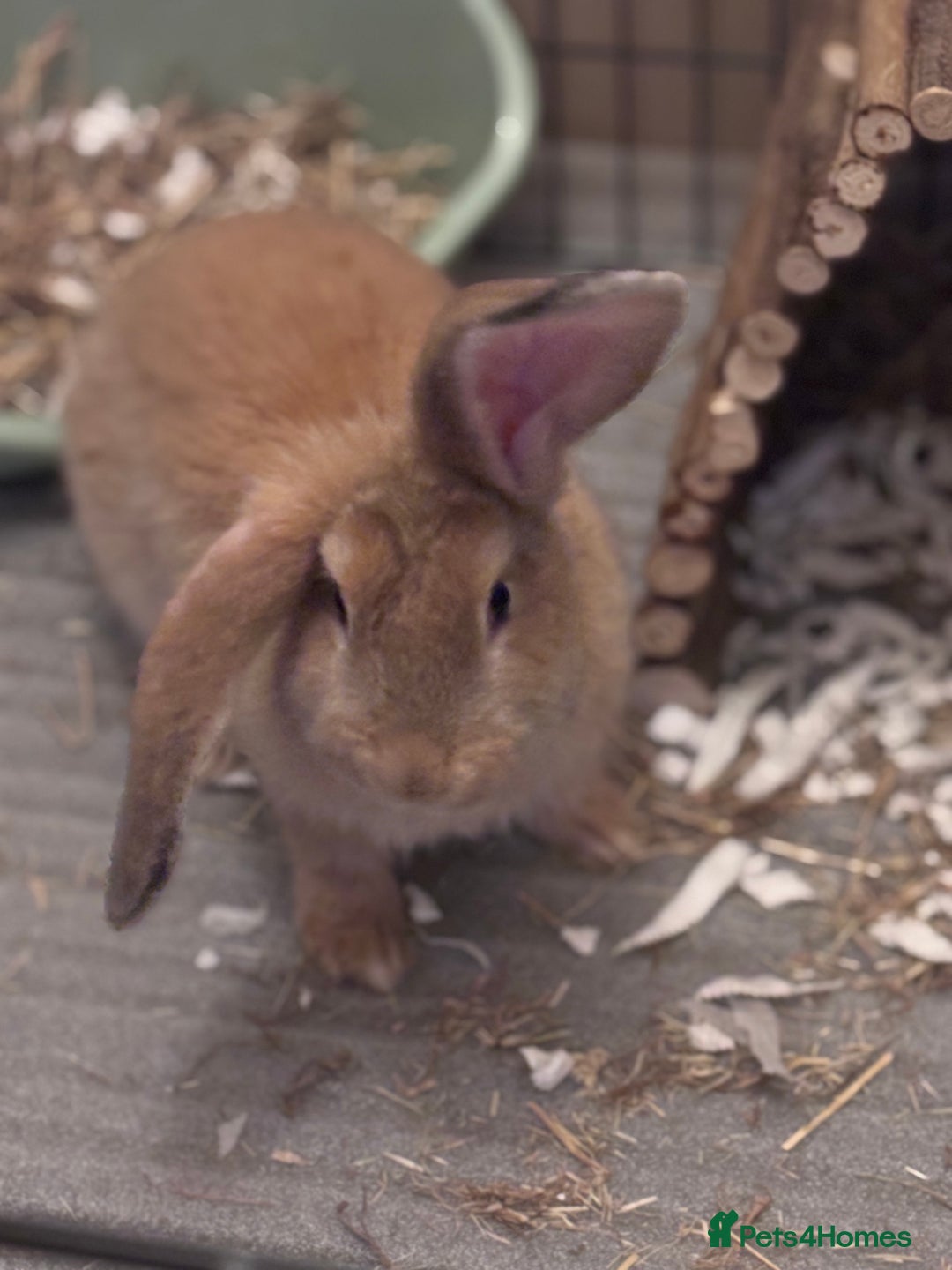 Mixed Breed rabbits for sale: Giant Continental x French Lop Bunny - Image 1
