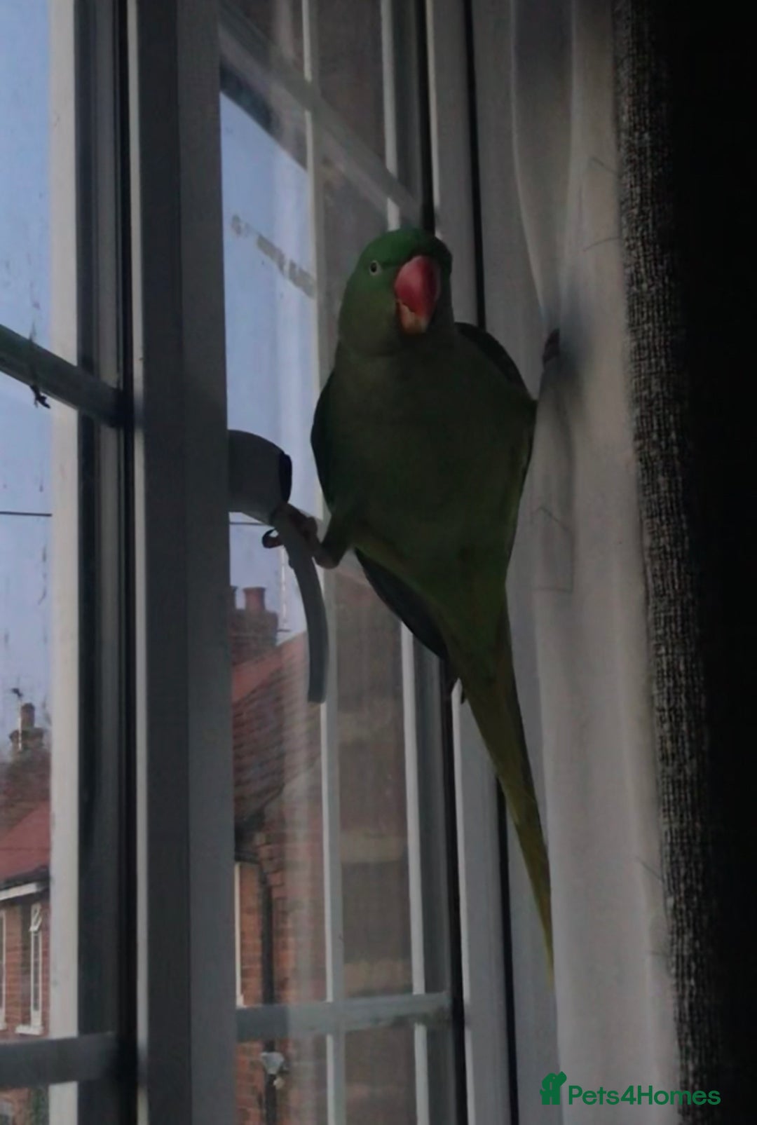 Parakeets birds for sale: Alexandrine parakeet - Image 6