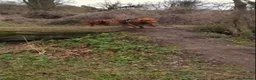 Hungarian Vizsla dogs for sale: Hungarian Vizsla - Advert 18