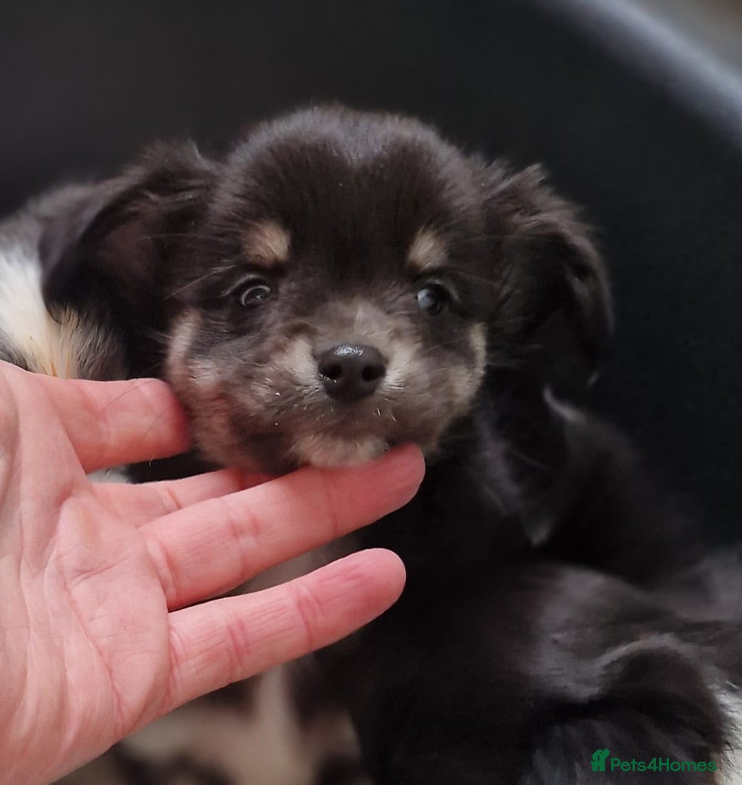 Chihuahua dogs for sale: Chihuahua puppies - Advert 3