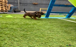 Miniature Dachshund dogs for sale: Beautiful boys 🩵 - Image 4