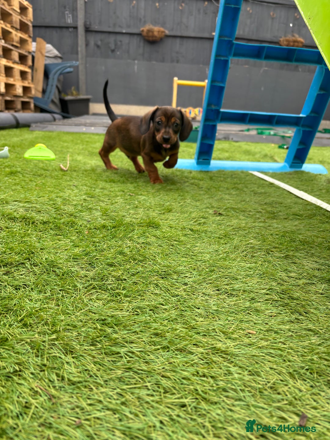 Miniature Dachshund dogs for sale: Beautiful boys 🩵 - Image 4