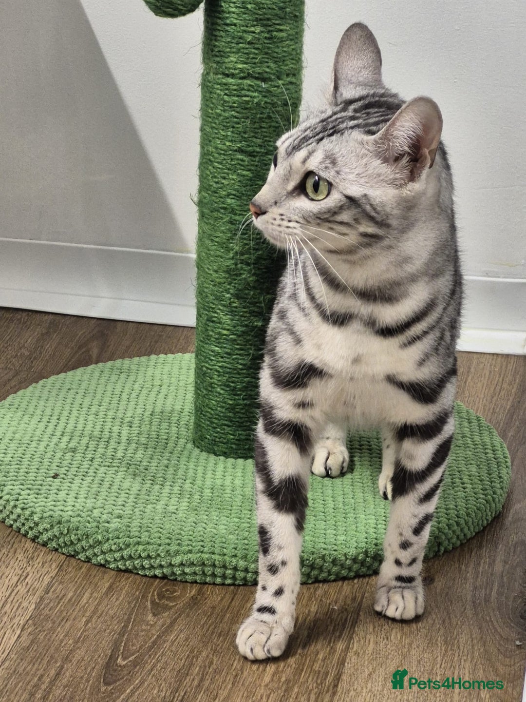 Bengal cats for sale: Bengal girl - Advert 2