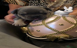 French Bulldog dogs for sale: French Bulldog Puppies - Image 6
