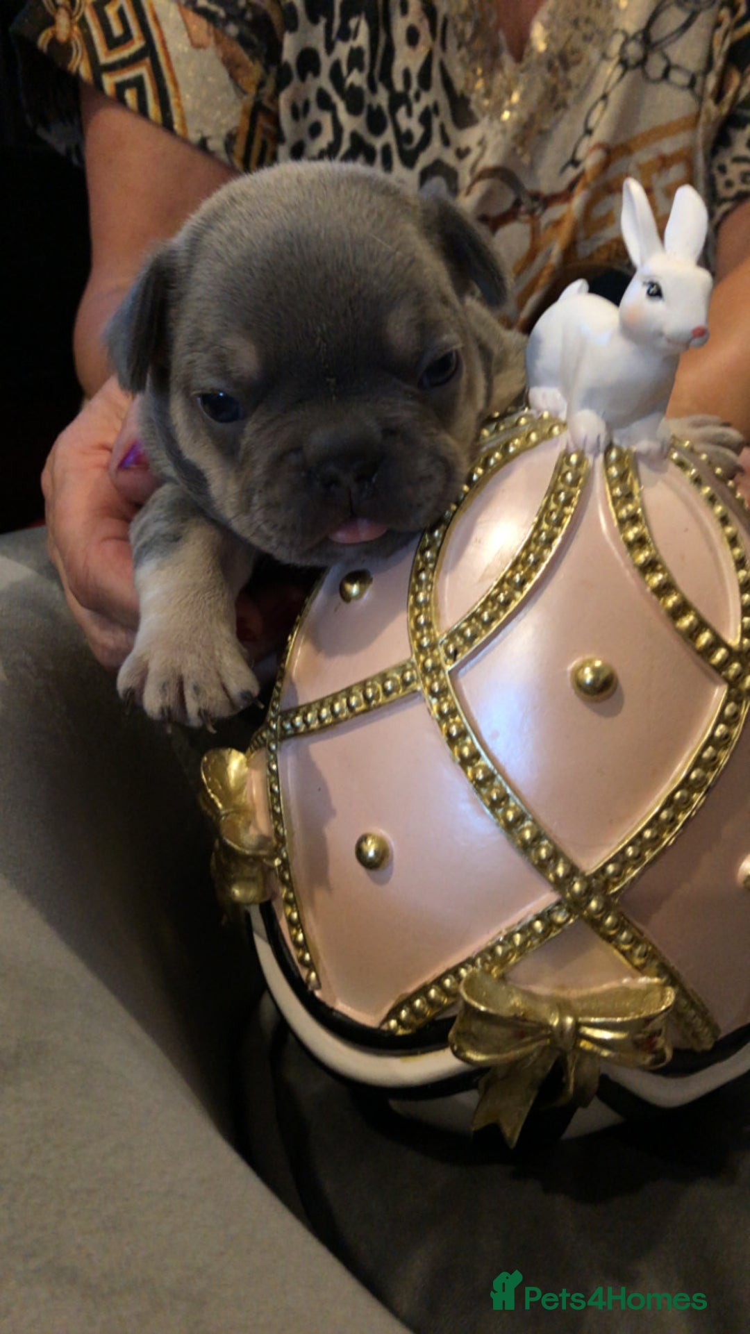 French Bulldog dogs for sale: French Bulldog Puppies - Image 6