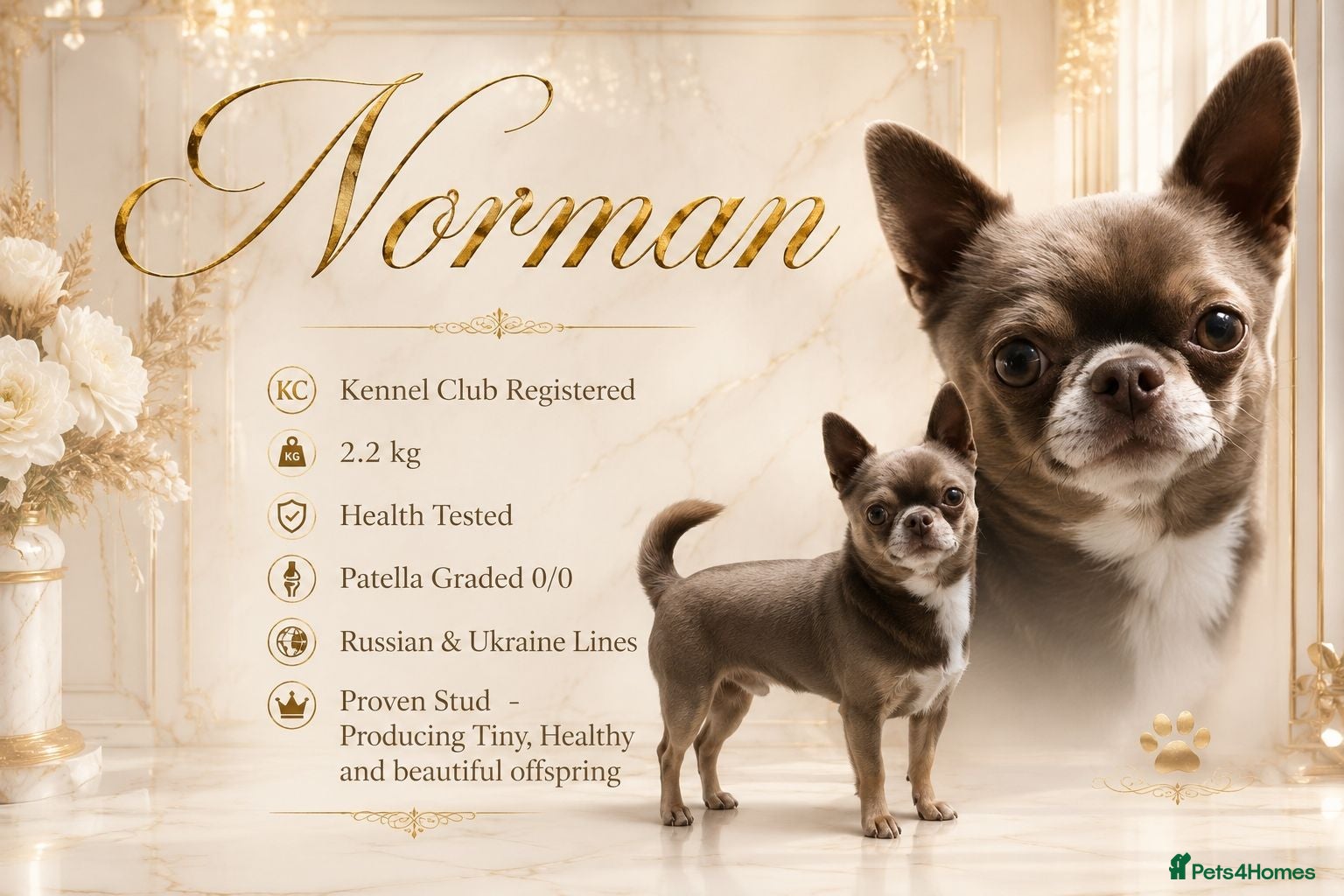 Chihuahua dogs KC reg-Health tested-PROVEN  - Advert 3