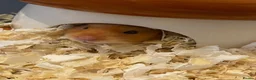 Hamster rodents for sale: Rufus in Washington - Advert 6