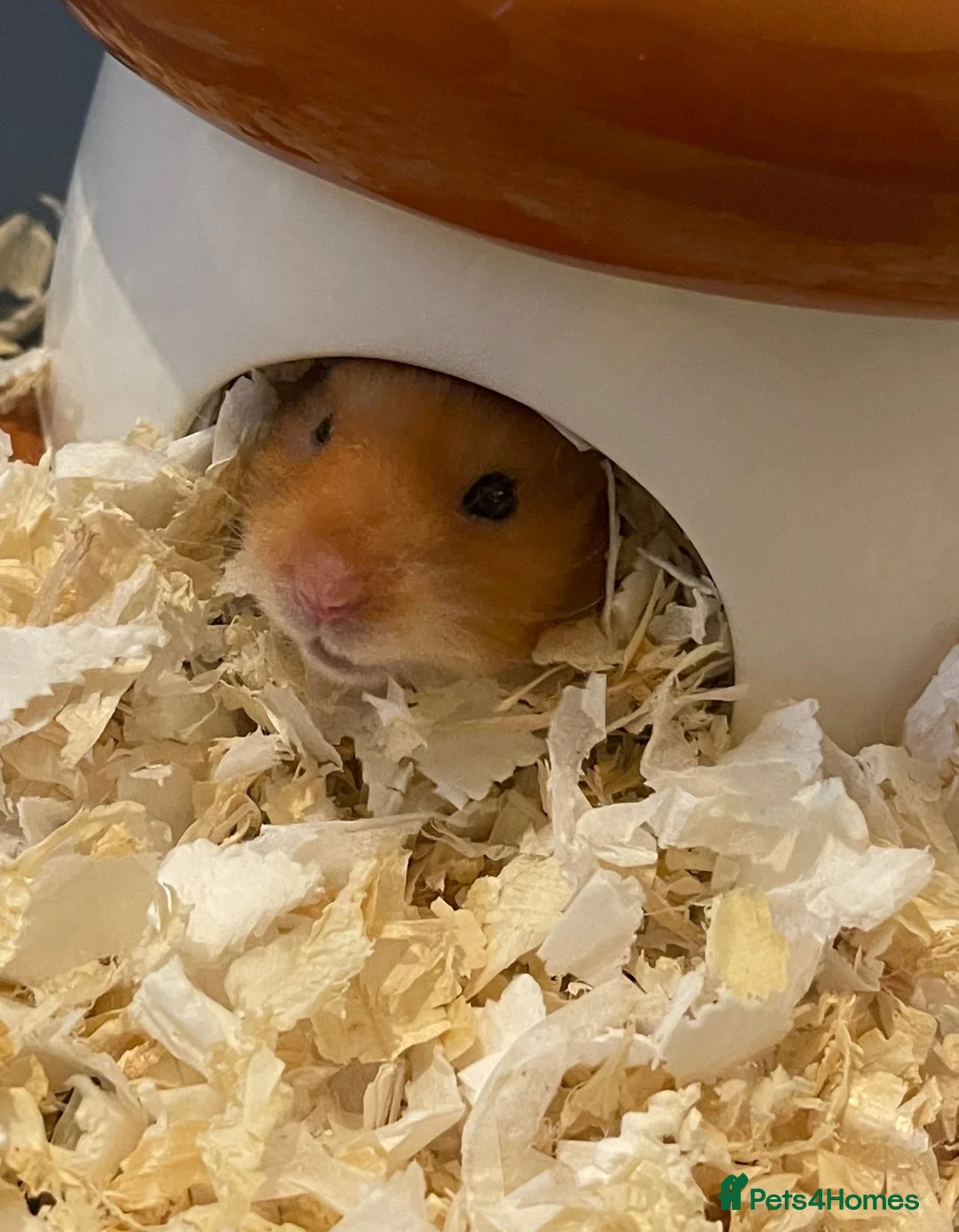 Hamster rodents for sale: Rufus in Washington - Advert 6