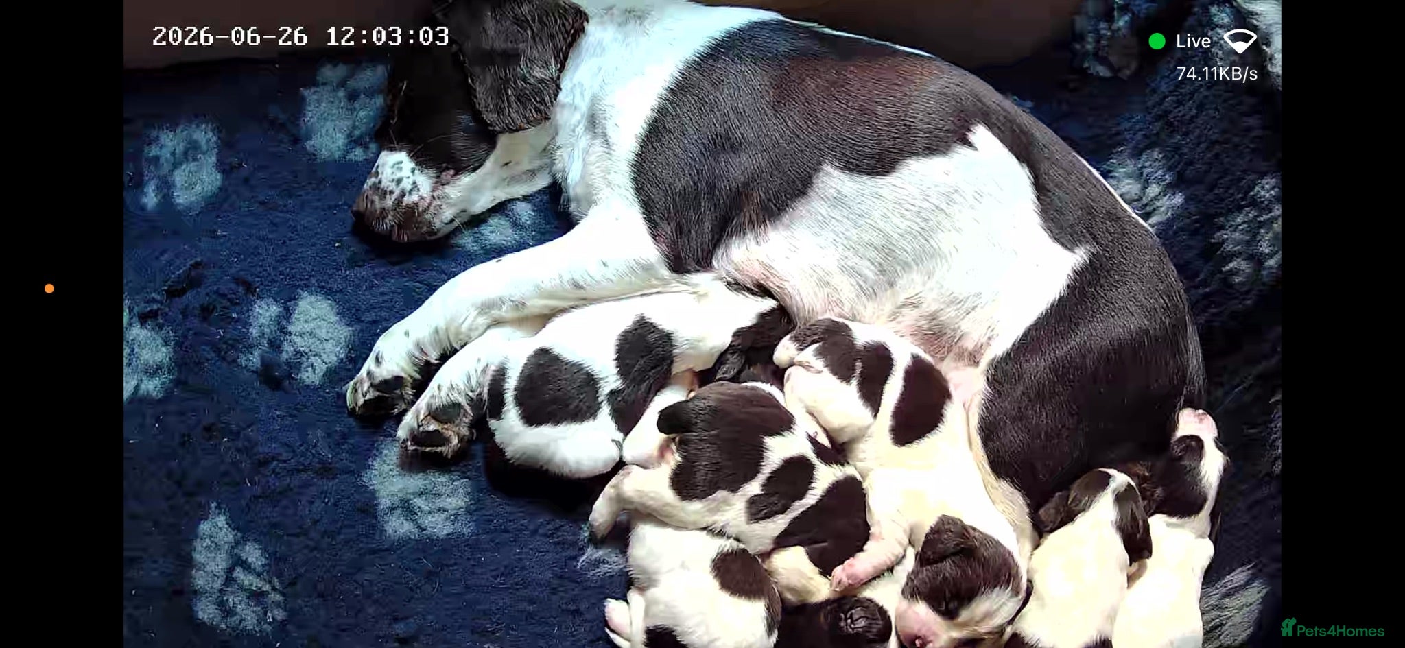 English Springer Spaniel dogs Working KC Springer Spaniel Puppies - Advert 5