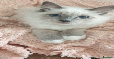 Ragdoll cats - Advert 13